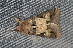 Melipotis agrotoides