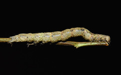 Dysgonia erecta