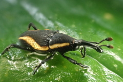 Cactophagus amoenus