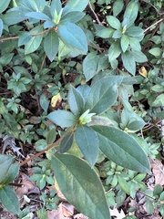 Rhododendron macrosepalum