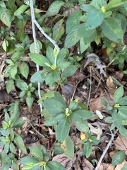Rhododendron macrosepalum