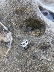 Nerita tessellata