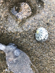 Nerita tessellata