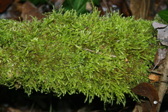 Hypnum cupressiforme