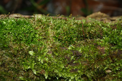 Hypnum cupressiforme