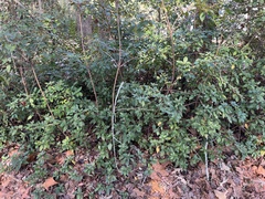 Rhododendron macrosepalum