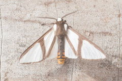 Turuptiana annesmithae