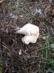 Rhodocollybia badiialba