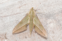 Xylophanes huloti
