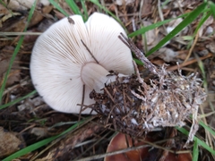 Rhodocollybia badiialba