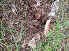 Rhodocollybia badiialba