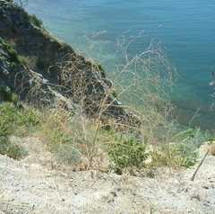 Crambe koktebelica