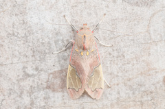 Bertholdia specularis