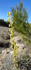 Reseda stricta