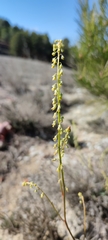 Reseda stricta
