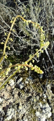 Reseda stricta