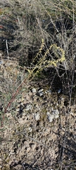 Reseda stricta