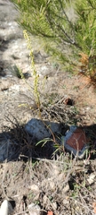 Reseda stricta
