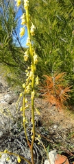 Reseda stricta