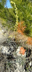 Reseda stricta