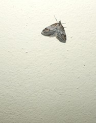 Chesias isabella
