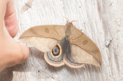 Leucanella rufoboliviana
