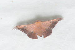 Isoscella ecuadoriana