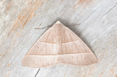 Cosmophyga privataria