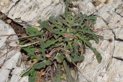 Reichardia picroides