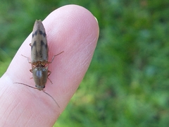 Conoderus fuscofasciatus