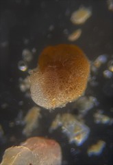Lituolida
