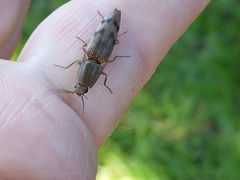 Conoderus fuscofasciatus