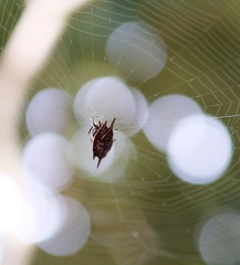 Gasteracantha mengei