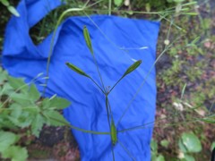 Osmorhiza purpurea
