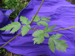 Osmorhiza purpurea
