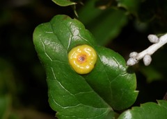 Puccinia madritensis