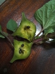 Procecidochares utilis