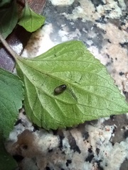 Procecidochares utilis