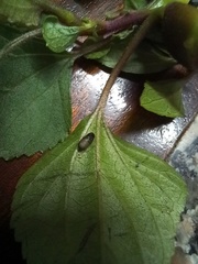 Procecidochares utilis