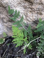 Myriopteris covillei