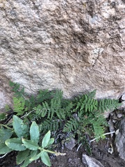 Myriopteris covillei