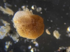 Lituolida