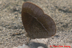Mycalesis nicotia