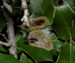 Phyllonorycter belotella
