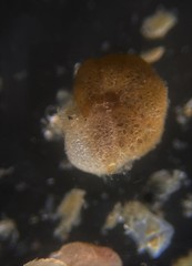Lituolida