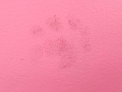 Paradoxurus hermaphroditus