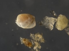 Quinqueloculina