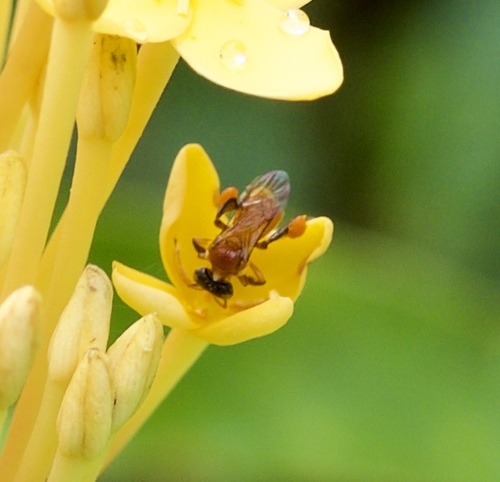 Photo of Black-headed Stingless Bee (Tetragonula melanocephala)