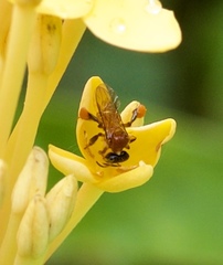 Tetragonula melanocephala