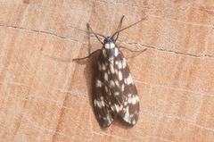 Eucereon coeruleocaput